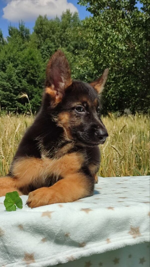 Questor German Shepherd Questor German Shepherd
