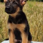 Questor-male-German-Shephard-puppy-for-sale-2