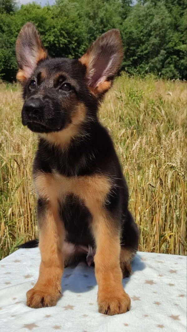 Questor German Shepherd Questor German Shepherd