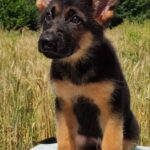 Questor-male-German-Shephard-puppy-for-sale-3