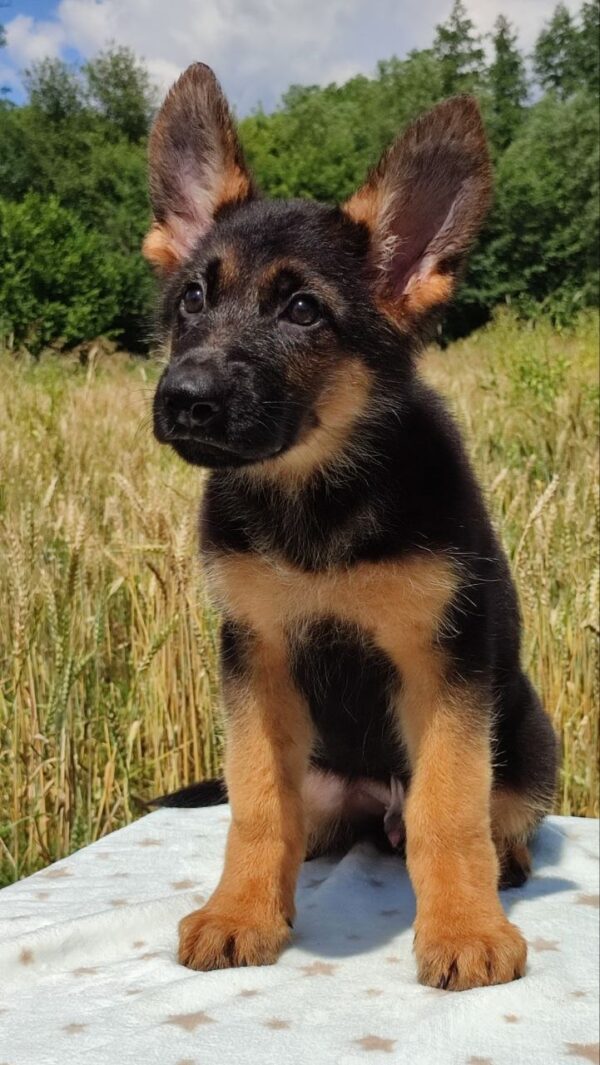 Questor German Shepherd Questor German Shepherd