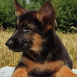 Questor German Shepherd Questor German Shepherd