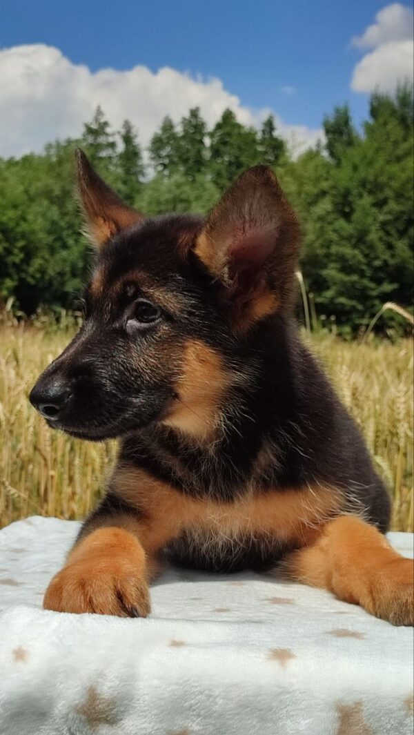 Questor German Shepherd Questor German Shepherd