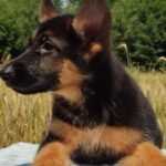 Questor-male-German-Shephard-puppy-for-sale-5
