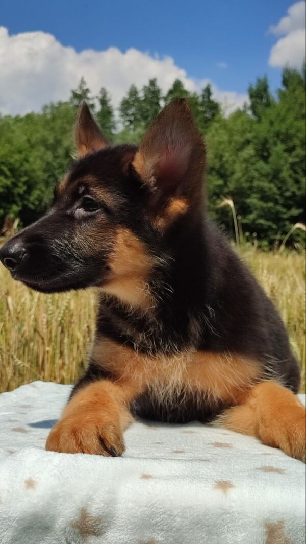 Questor German Shepherd Questor German Shepherd