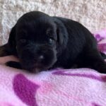 Quglof-female-miniature-schnauzer-puppy-for-sale- (1)