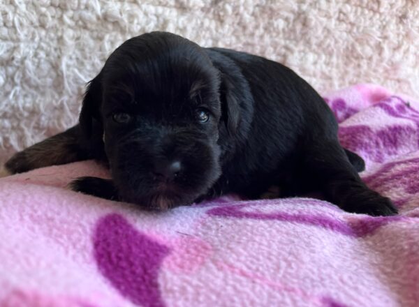Quglof Miniature Schnauzer Quglof Miniature Schnauzer