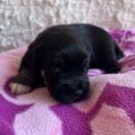 Quglof-female-miniature-schnauzer-puppy-for-sale- (2)