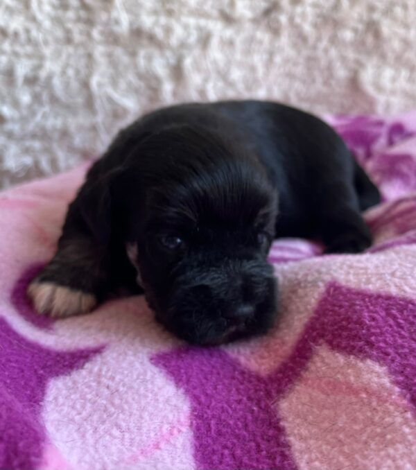 Quglof Miniature Schnauzer Quglof Miniature Schnauzer