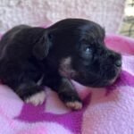 Quglof-female-miniature-schnauzer-puppy-for-sale- (3)