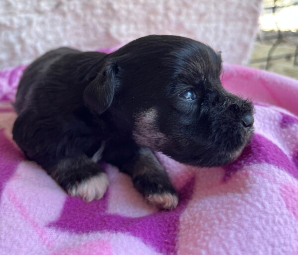 Quglof Miniature Schnauzer Quglof Miniature Schnauzer