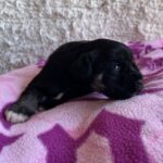 Quglof-female-miniature-schnauzer-puppy-for-sale- (4)