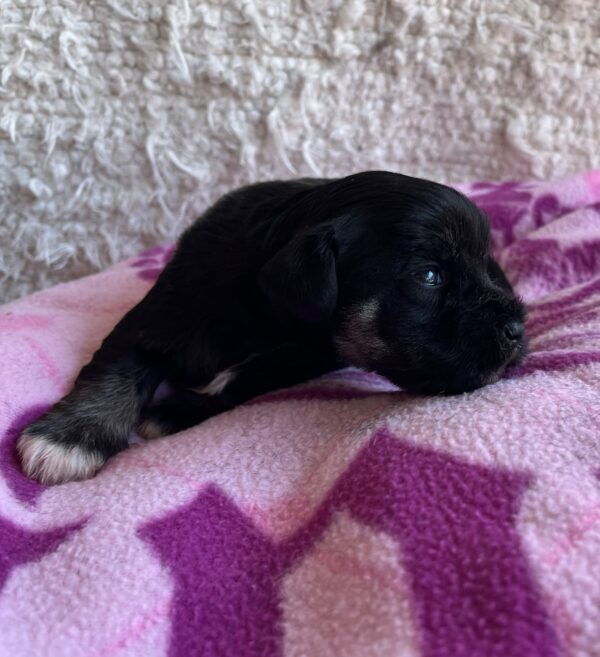 Quglof Miniature Schnauzer Quglof Miniature Schnauzer