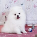 Rachel-female-pomeranian-puppy-for-sale- (1)