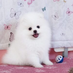 Rachel Pomeranian Rachel Pomeranian