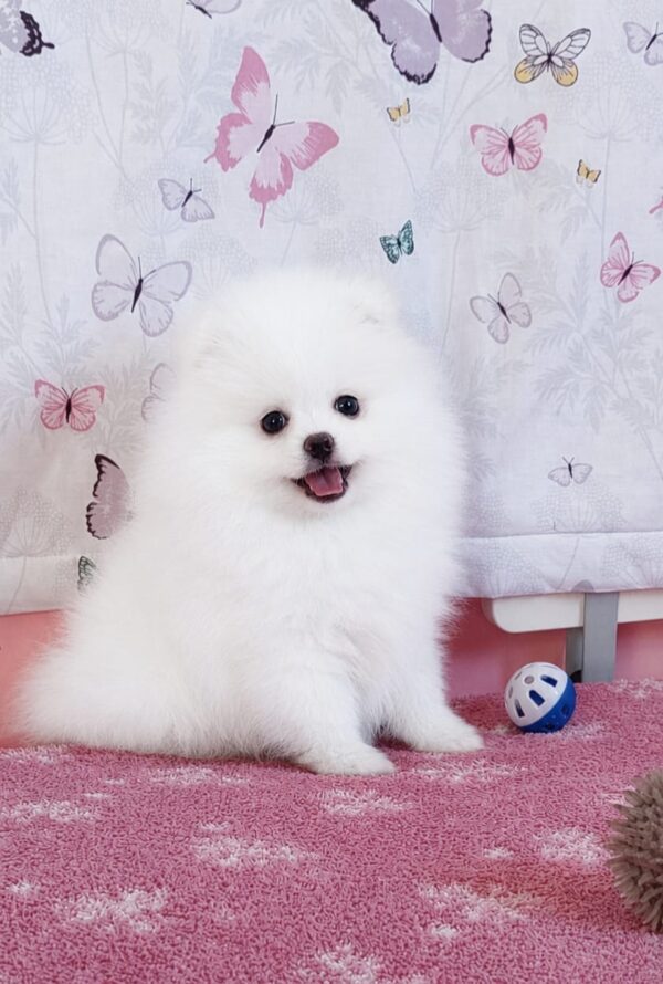 Rachel Pomeranian Rachel Pomeranian