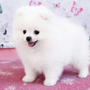 Rachel Pomeranian Rachel Pomeranian
