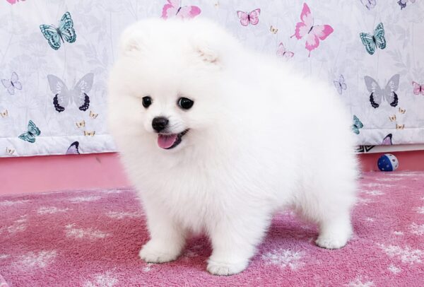 Rachel Pomeranian Rachel Pomeranian