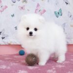 Rachel-female-pomeranian-puppy-for-sale- (3)