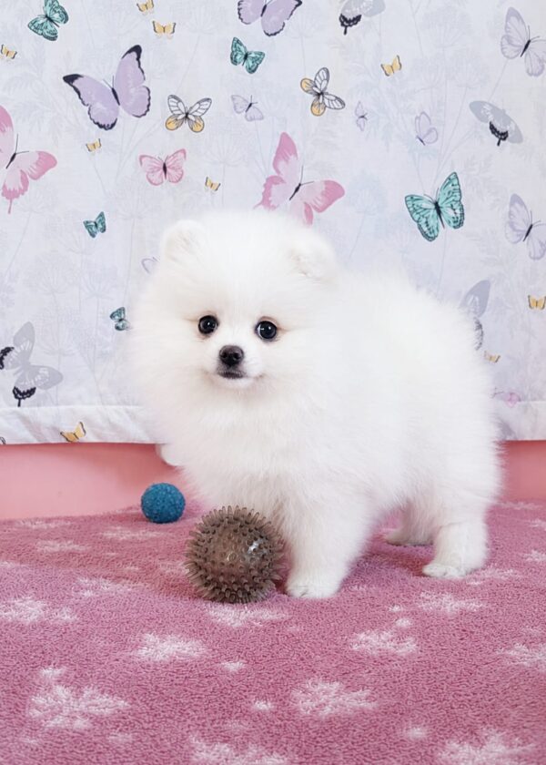 Rachel Pomeranian Rachel Pomeranian