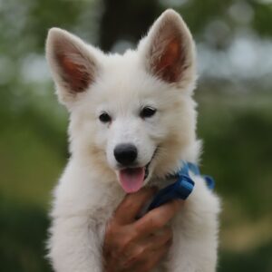 Ready White Swiss Shepherd Ready White Swiss Shepherd