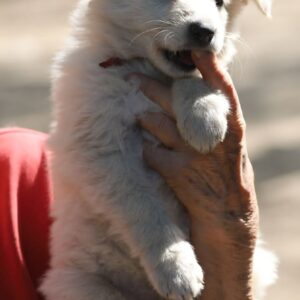 Ready White Swiss Shepherd Ready White Swiss Shepherd