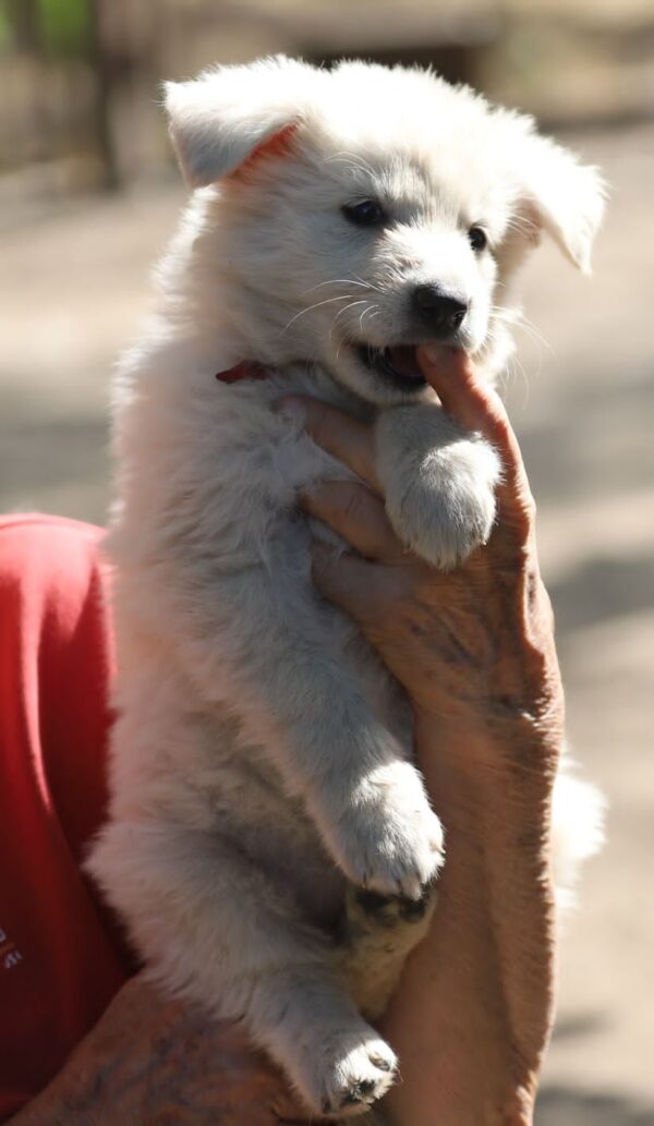 Ready White Swiss Shepherd Ready White Swiss Shepherd