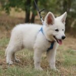 Ready-female-wss-puppy-for-sale- (2)
