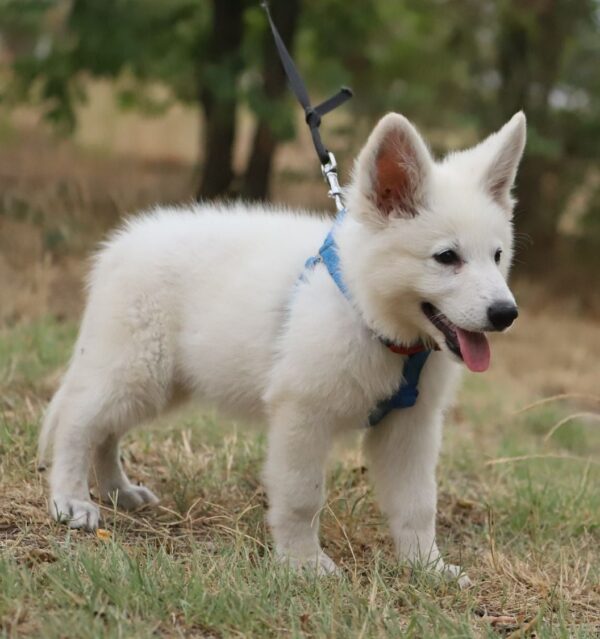 Ready White Swiss Shepherd Ready White Swiss Shepherd