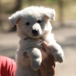 Ready-female-wss-puppy-for-sale- (2)