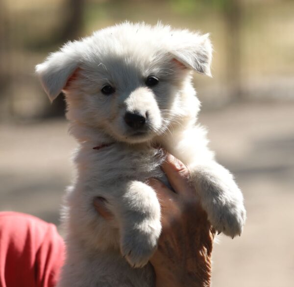Ready White Swiss Shepherd Ready White Swiss Shepherd