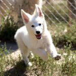 Ready-female-wss-puppy-for-sale- (3)