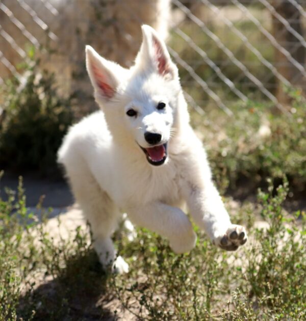 Ready White Swiss Shepherd Ready White Swiss Shepherd