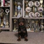 Reese-male-Dachshund-puppy-for-sale (1)