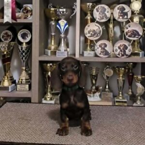 Reese Dachshund Reese Dachshund