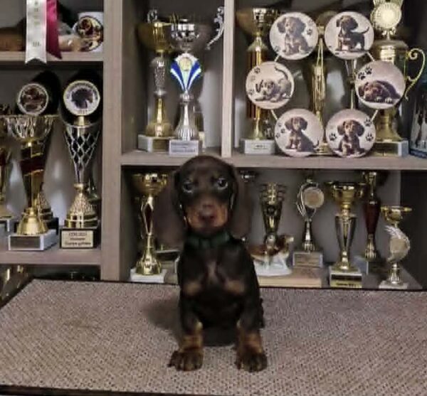 Reese Dachshund Reese Dachshund
