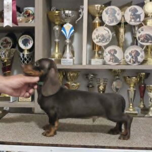 Reese Dachshund Reese Dachshund