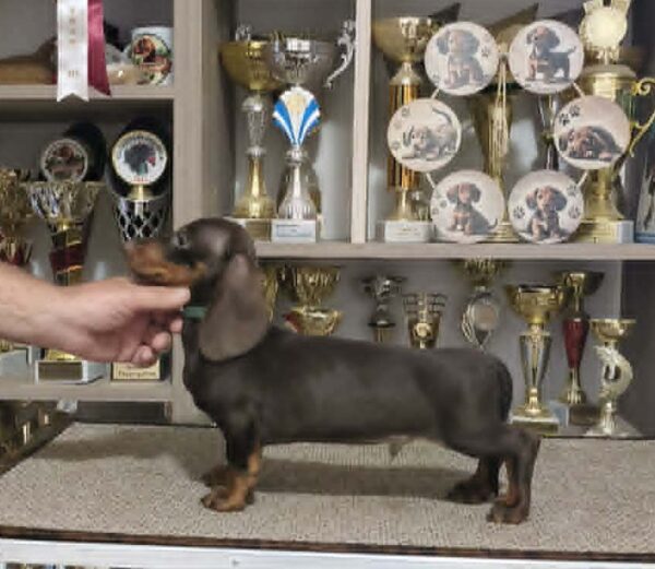 Reese Dachshund Reese Dachshund