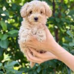 Reina-female-Maltipoo-puppy-for-sale-1