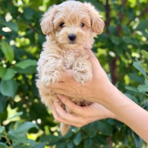 Reina Maltipoo Reina Maltipoo