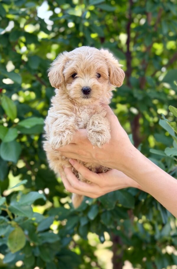 Reina Maltipoo Reina Maltipoo