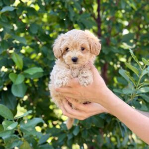 Reina Maltipoo Reina Maltipoo