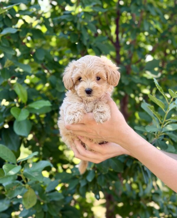 Reina Maltipoo Reina Maltipoo