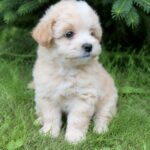 Remy-male-Maltipoo-puppy-for-sale-1