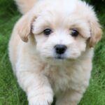 Remy-male-Maltipoo-puppy-for-sale-2