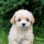 Remy-male-Maltipoo-puppy-for-sale-3