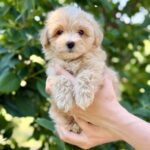 Remy-male-Maltipoo-puppy-for-sale-4