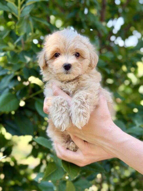 Remy Maltipoo Remy Maltipoo