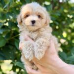 Remy-male-Maltipoo-puppy-for-sale-5