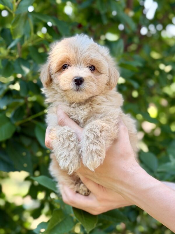 Remy Maltipoo Remy Maltipoo